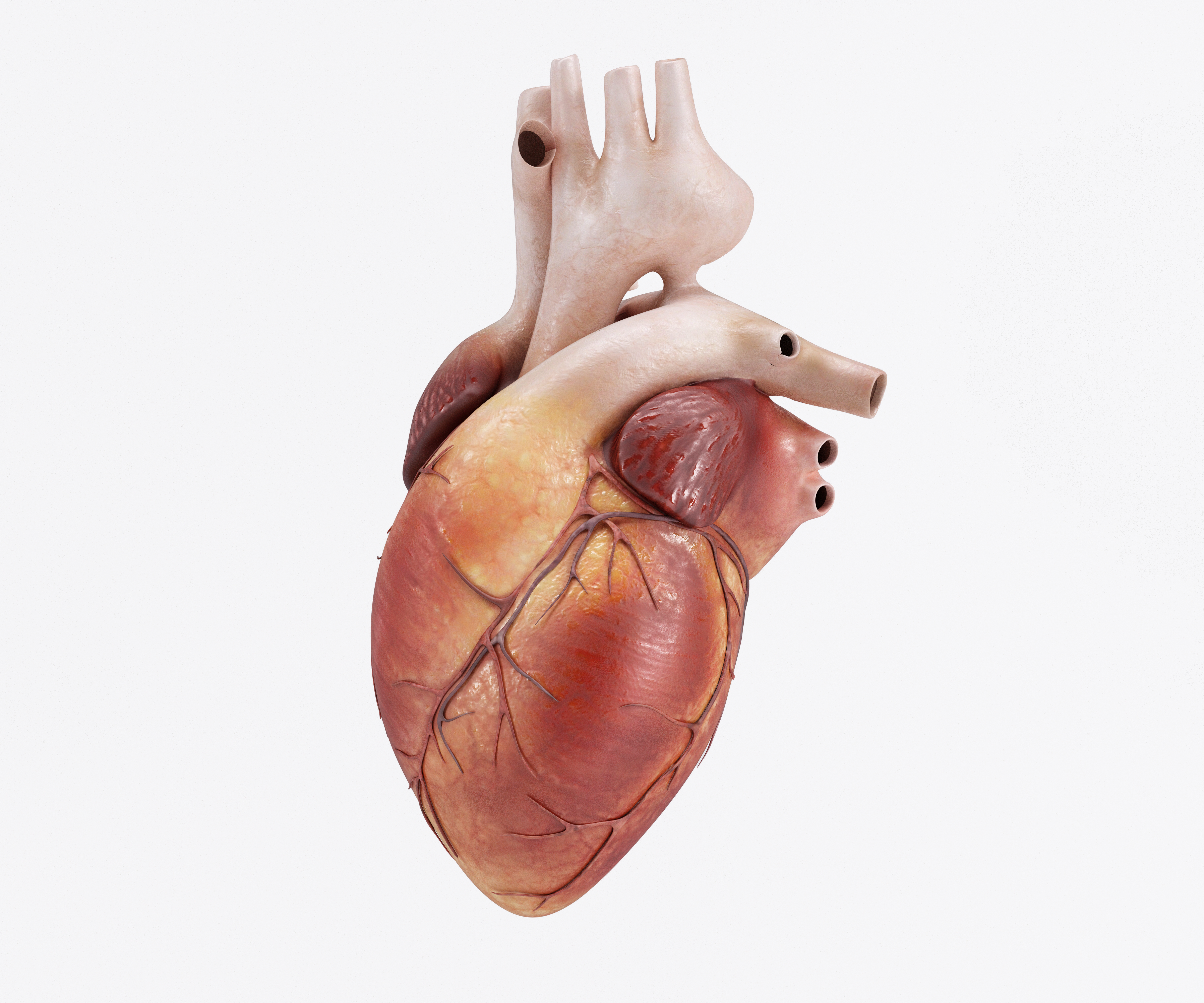Healthy Human Heart